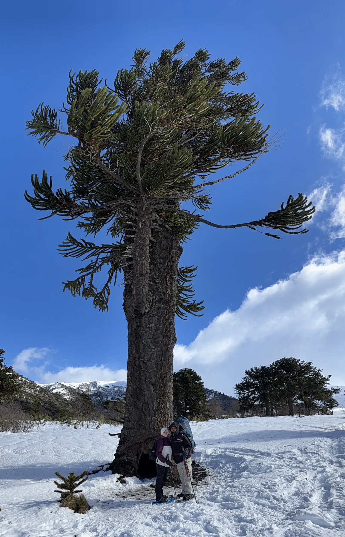 Araucaria Milenaria nevada en invierno