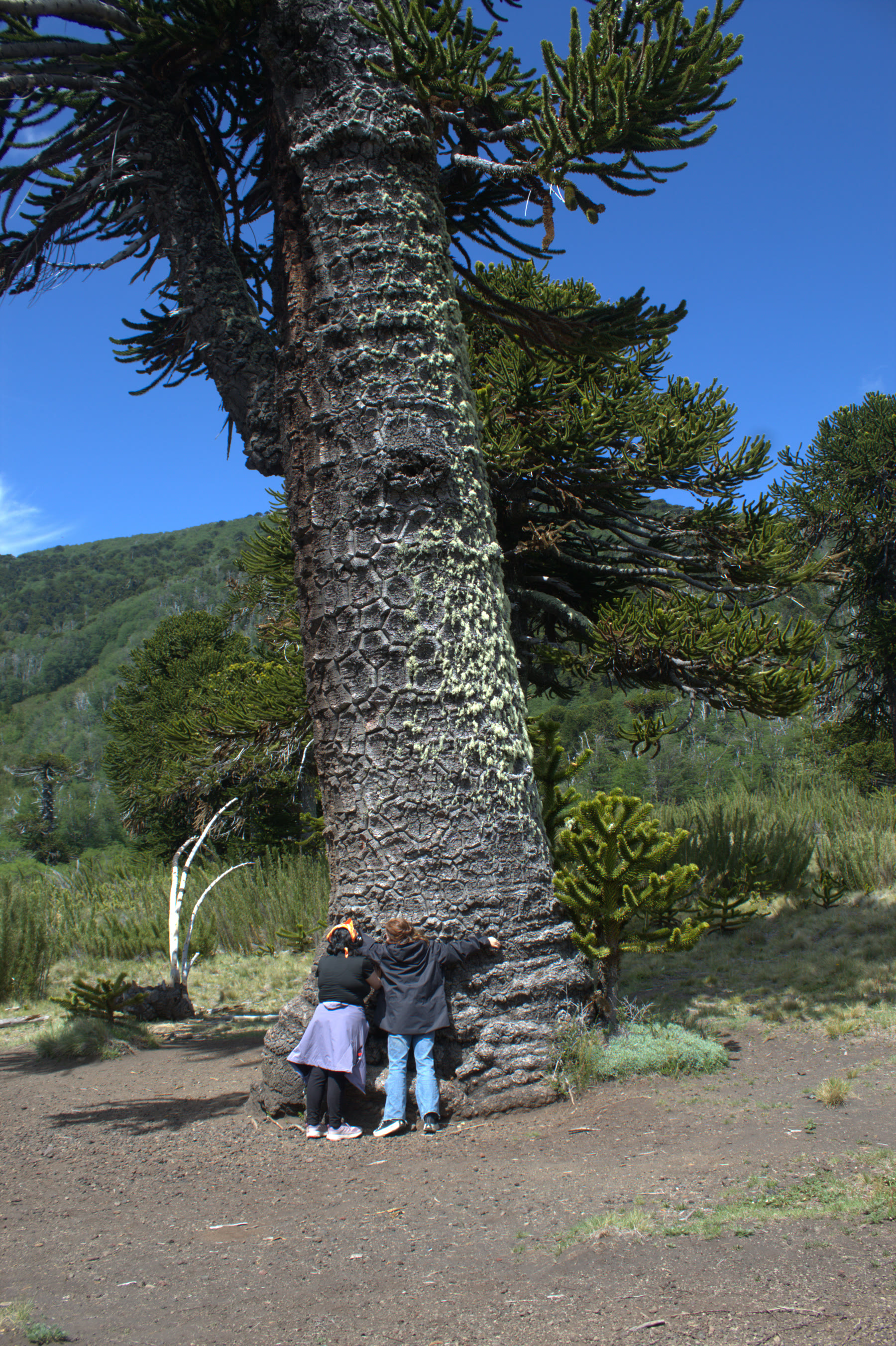Araucaria Milenaria