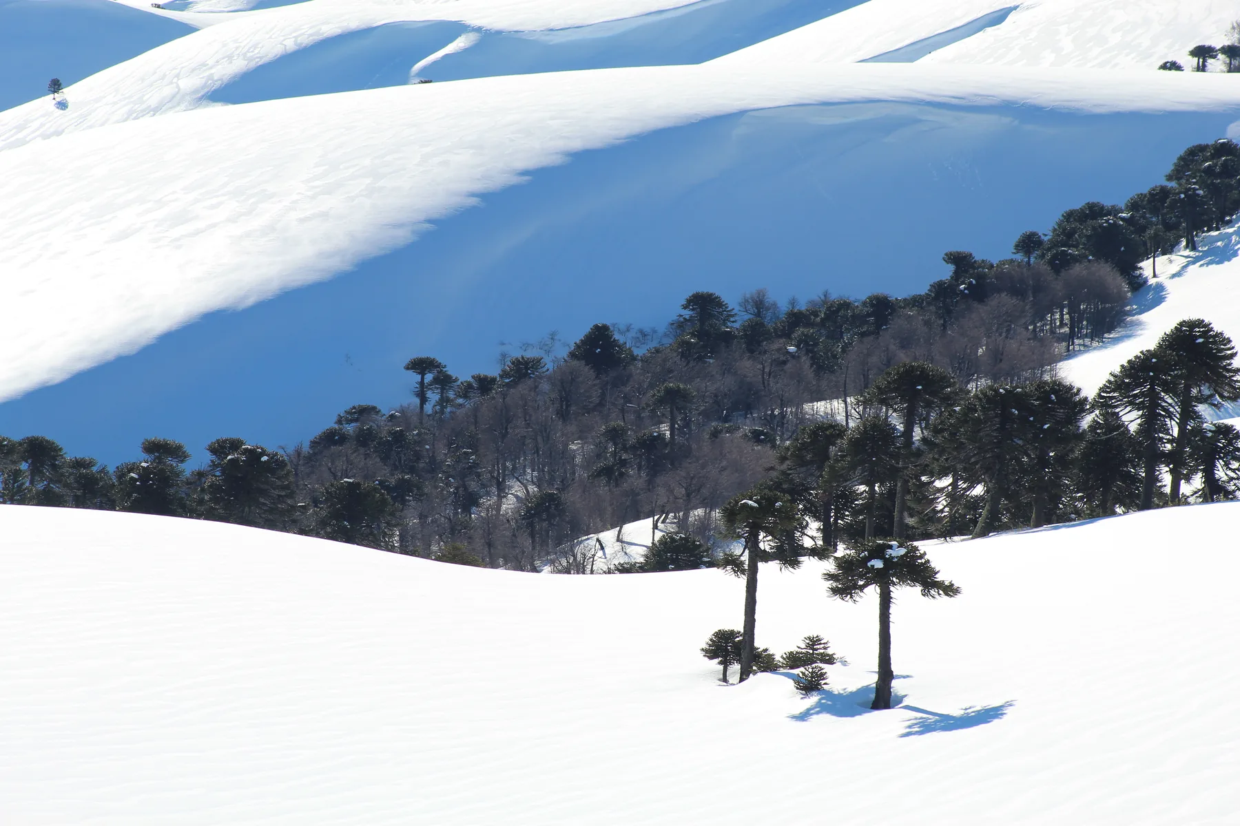 Araucarias bajo la nieve en Cuesta de Las Raíces